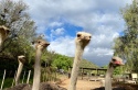 Oudtshoorn ostrich farm